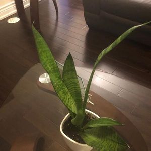 Meet your Posher, Shana